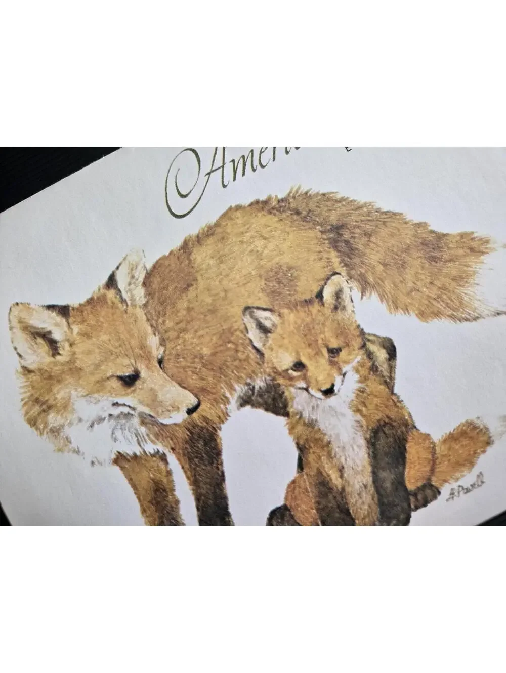 Vintage Current American Wildlife Ecology Cards Assorted Animal 8 Note Cards